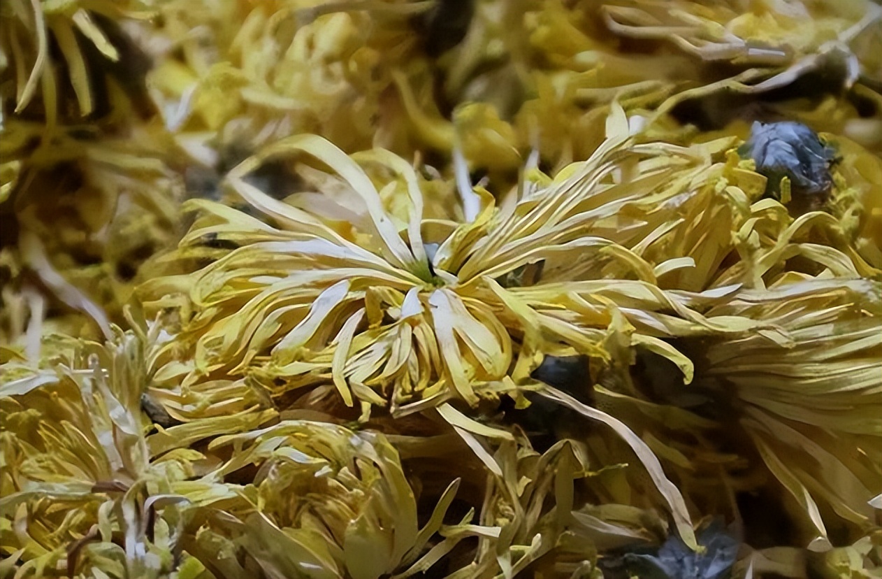 老年人喝什么菊花茶清热泻火好,中老年菊花茶