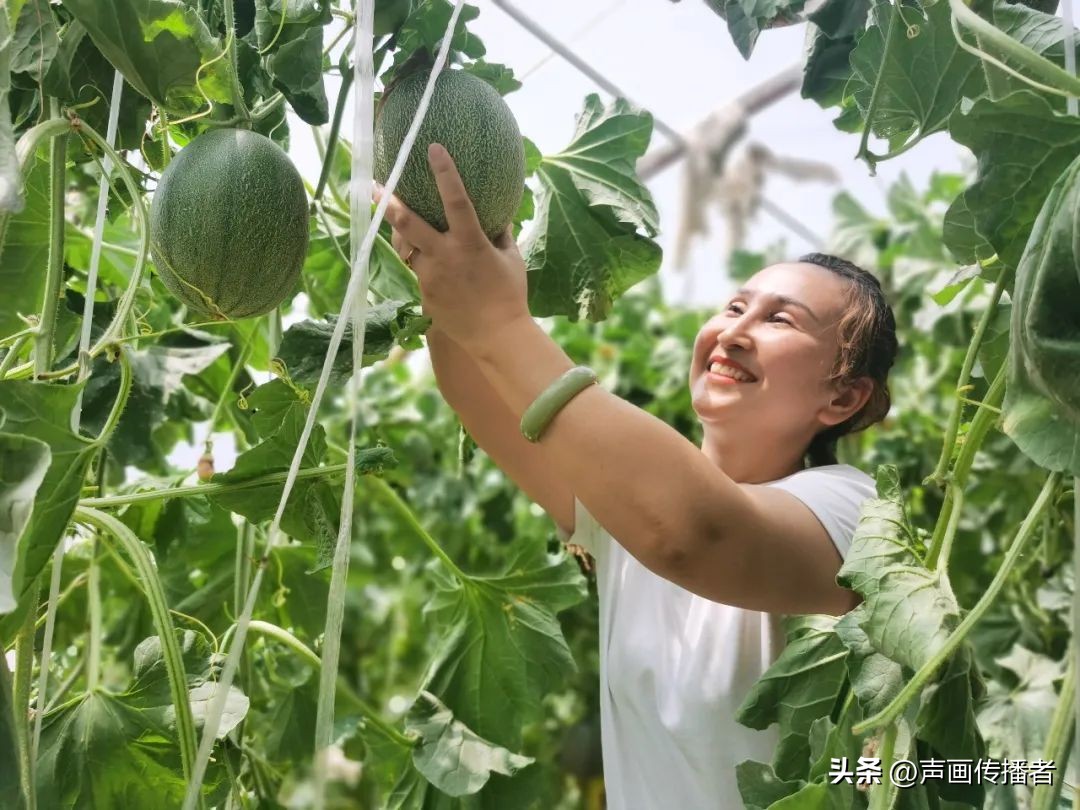 稳就业促增收为乡村振兴添动力,小小吊瓜成群众致富金瓜