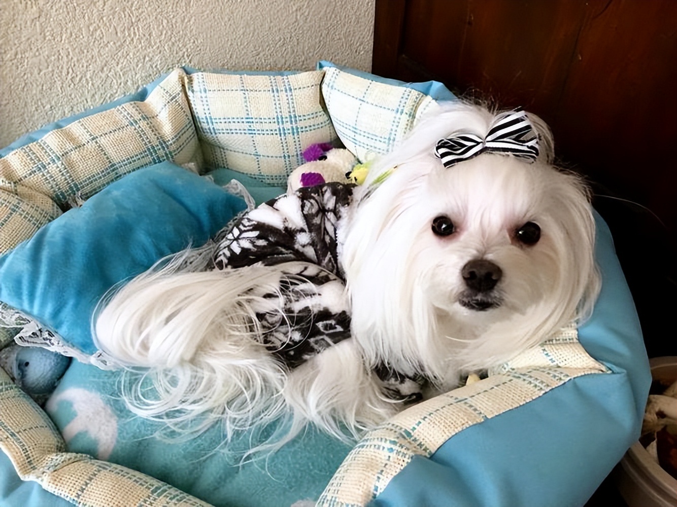 养什么小型犬寿命长又好看,建议新手养的10种小型犬性格好的