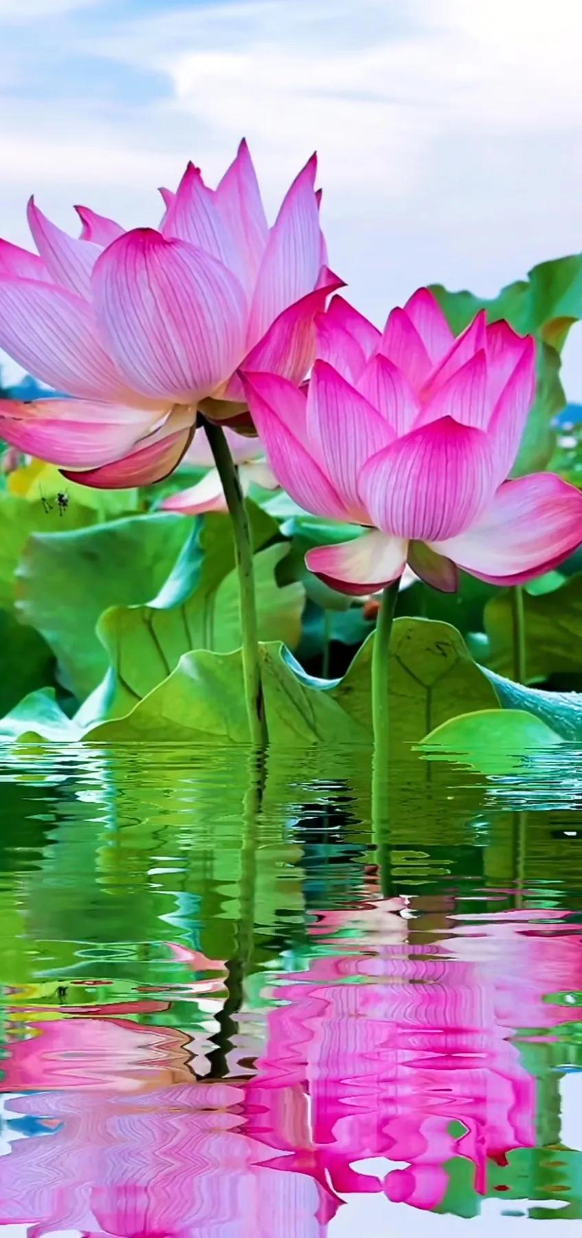 夏的季节荷花图片,三夏荷花图片