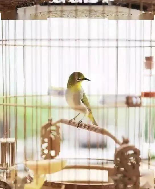 绣眼鸟水便什么样子,绣眼鸟老是振翅是什么原因