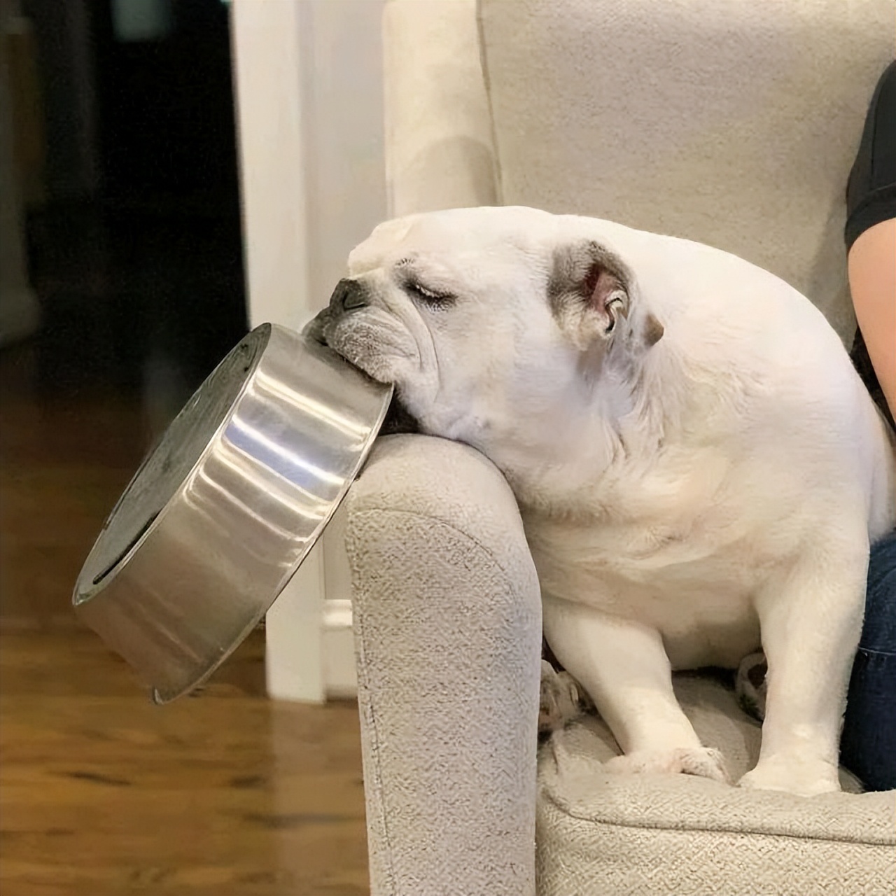 幼犬吃什么牌子的狗粮好经济实惠,幼犬狗粮吃什么牌子好