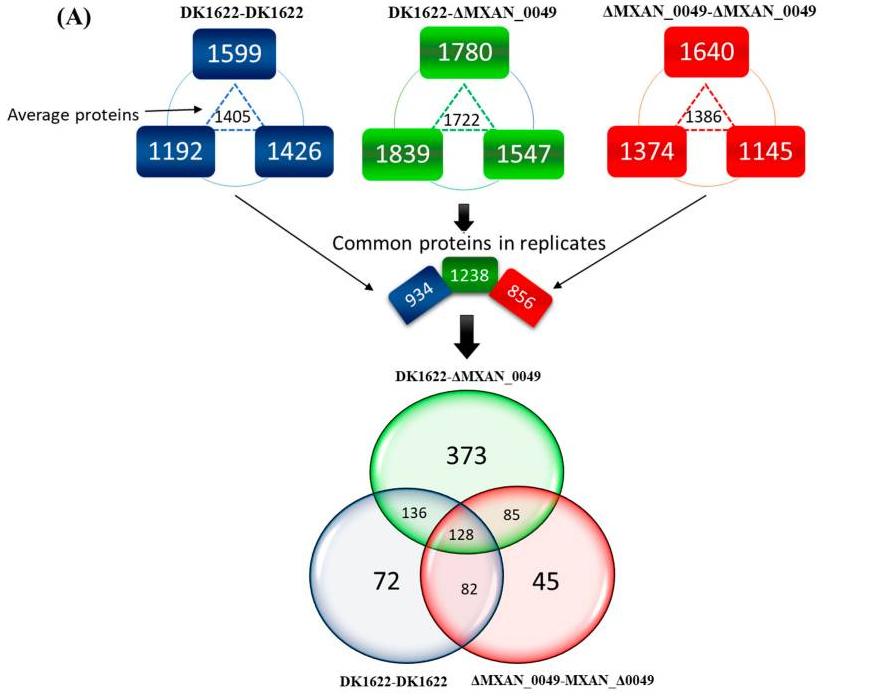 蛋白质组学基因组学转录组学,蛋白质组学在肿瘤的应用