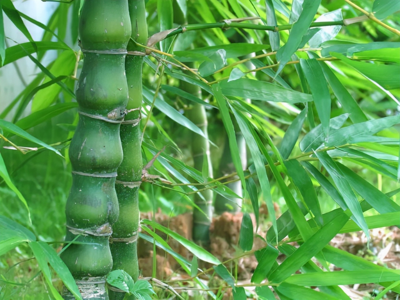 公园路边植物图片,路边的小植物有哪些