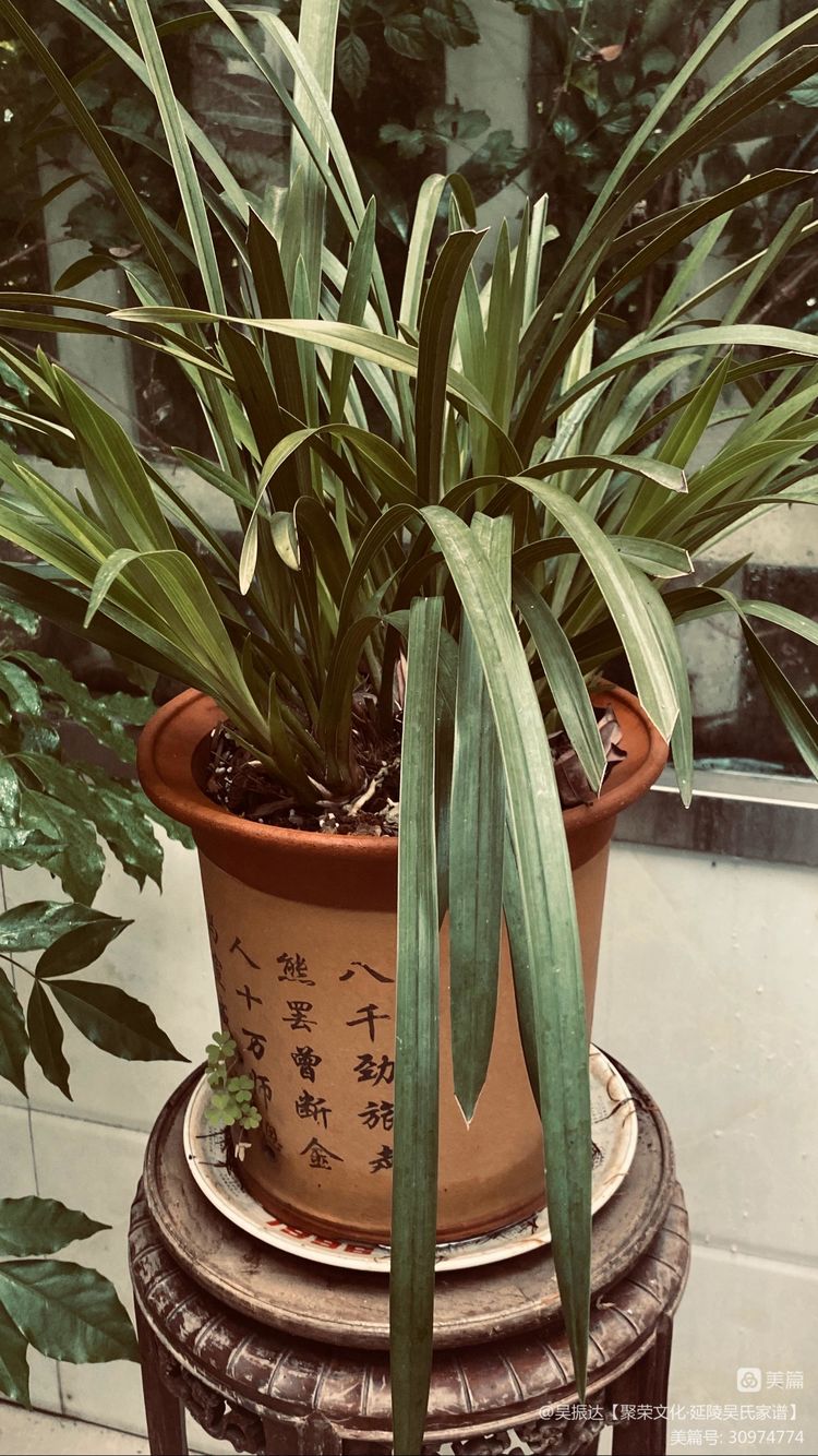 绿色是生命中的最美色彩