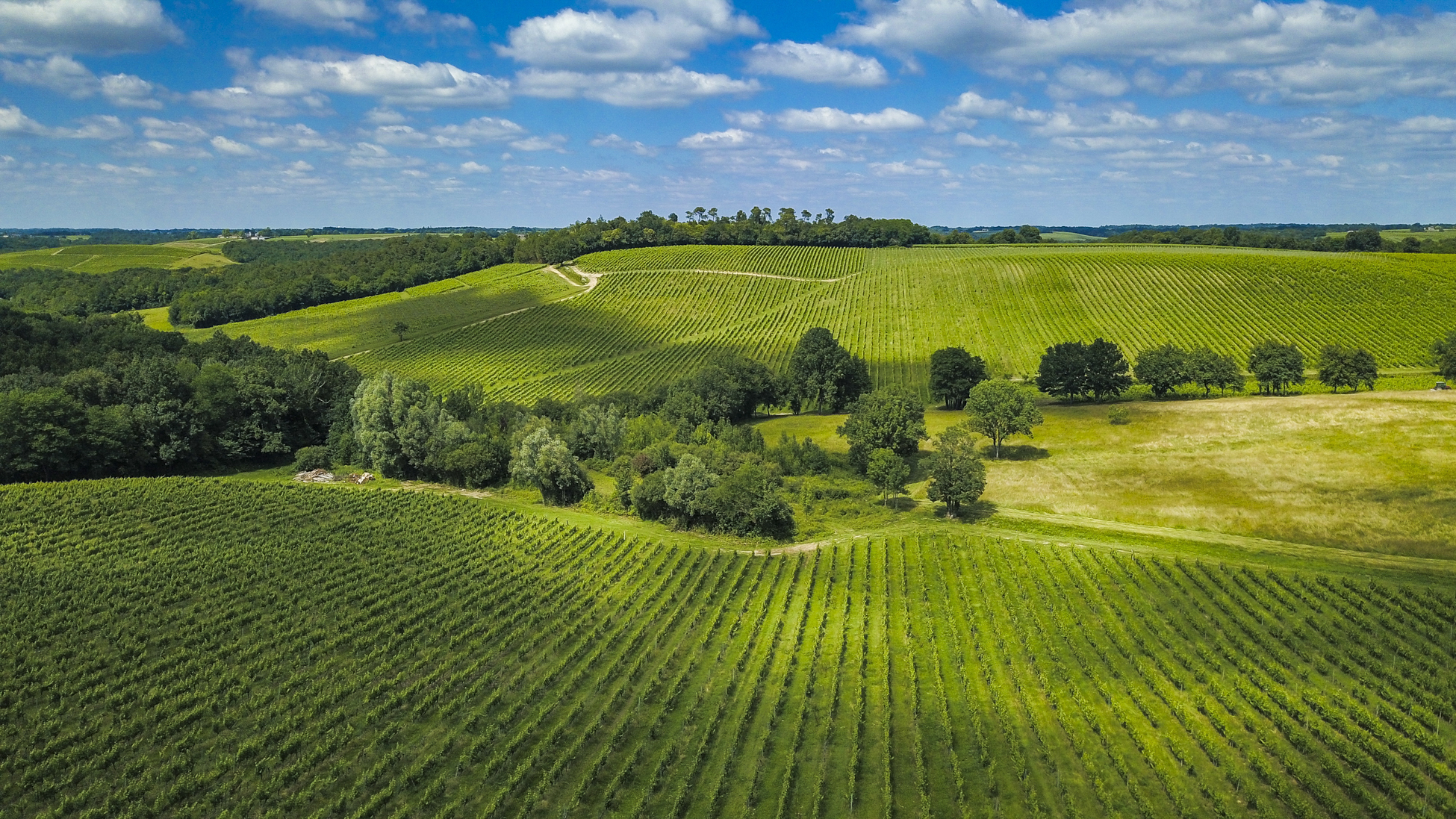 起源于波尔多的六大红葡萄品种,法国波尔多代表性的葡萄品种是
