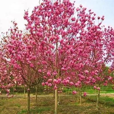 牡丹花如梦令,紫花玉兰如梦令