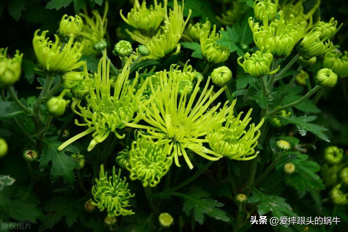 十二花神图谱完整版,工笔画十二花神欣赏