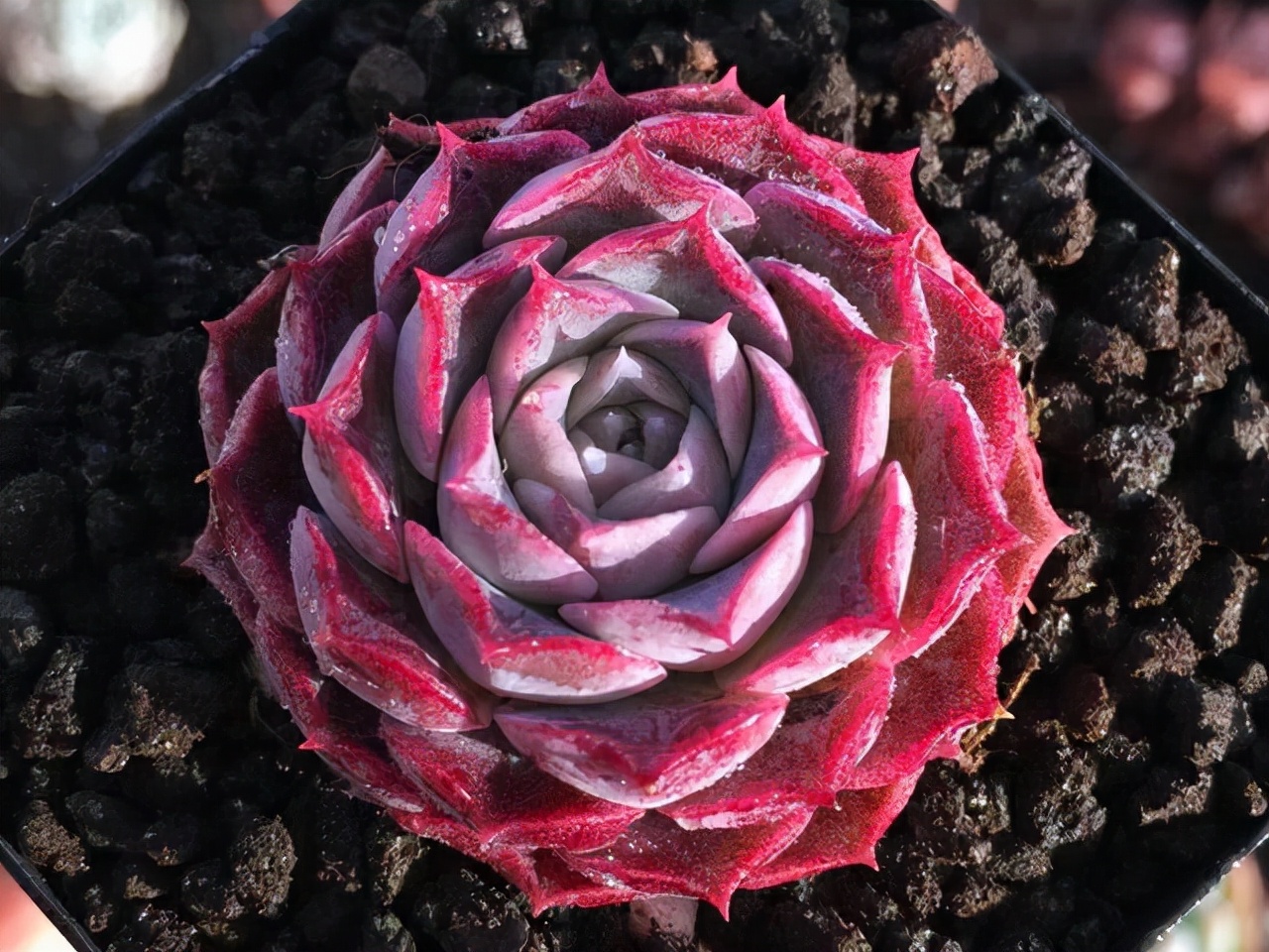 三年前很贵的普货多肉,曾经昂贵的多肉品种有哪些