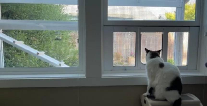 猫咪被我打的腿瘸了怎么办,猫咪跑跳都没事但走路腿瘸