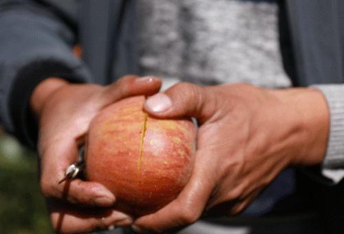 四川大山里有啥名贵药材,四川农村的十大特产