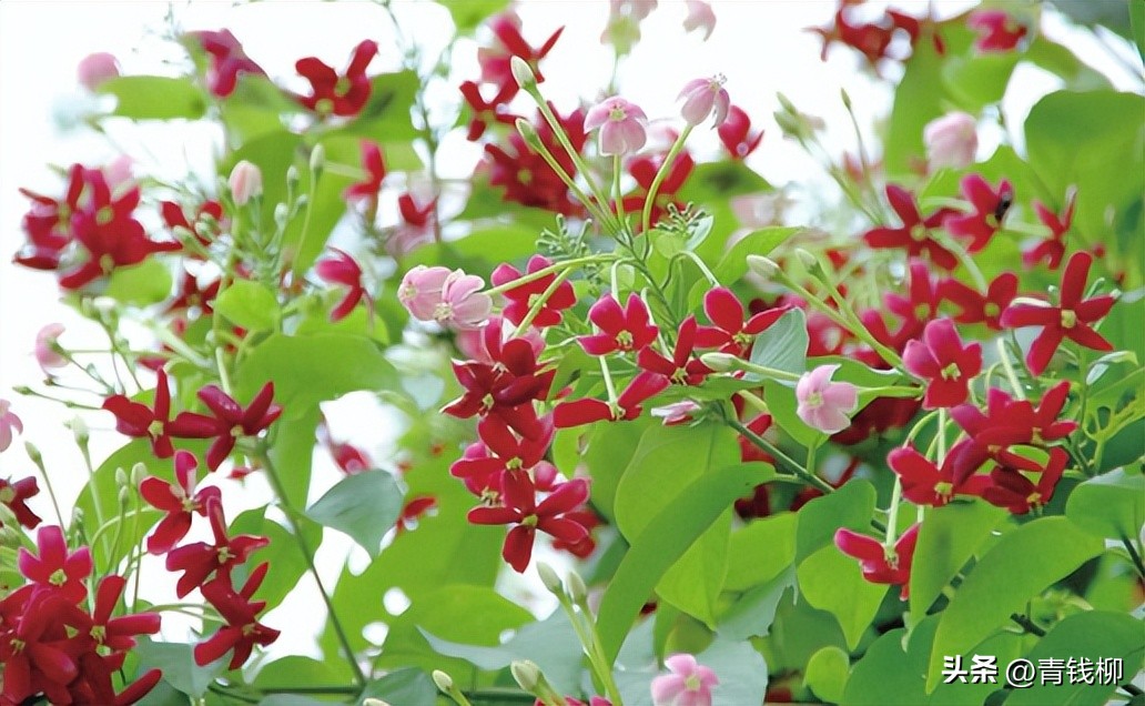 独家揭秘南国花城夏季四季惊艳