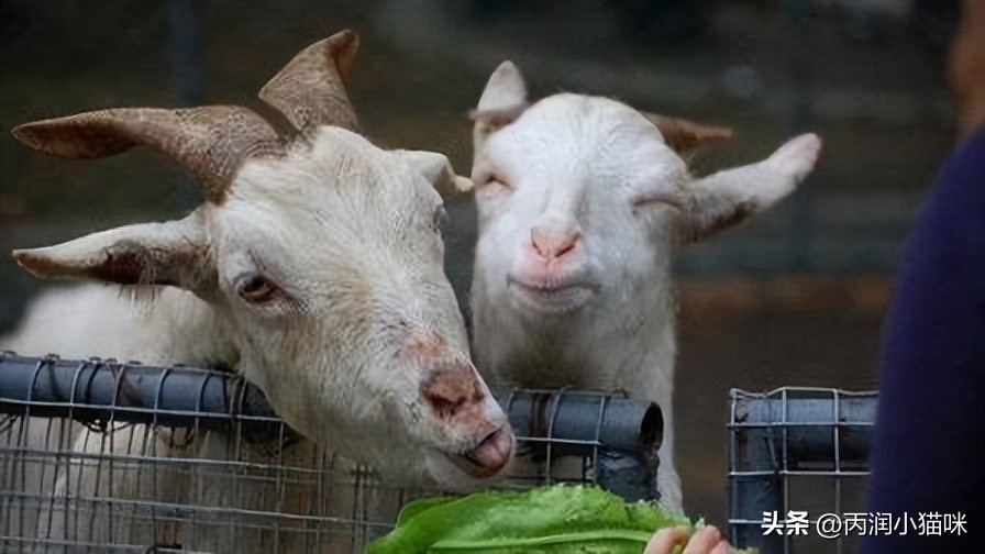 养羊50只一年赚多少钱10万,养羊10只一年赚多少钱利润