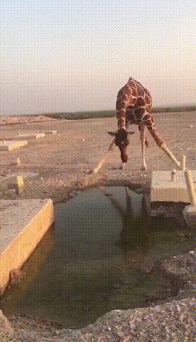 爆笑gif趣图超级搞笑图片精彩合集,雷军幽默搞笑动图gif