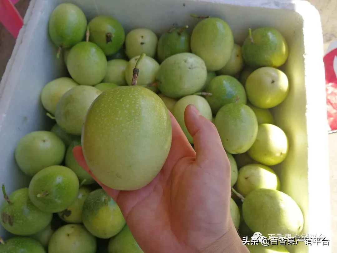 2022年百香果行情,百香果今年行情