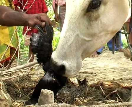 日本农场黑羊学人类行走，诱母鸡到屋内吃掉，羊真是魔鬼的化身？