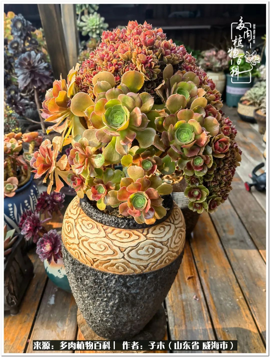 法师多肉成长史,法师多肉新手教程