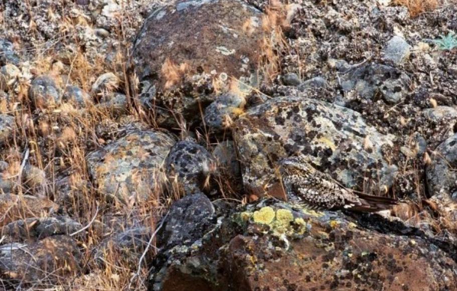 男子户外遇怪鸟受伤全身雪白带灰,湖北一男子回家途中看见一只怪鸟