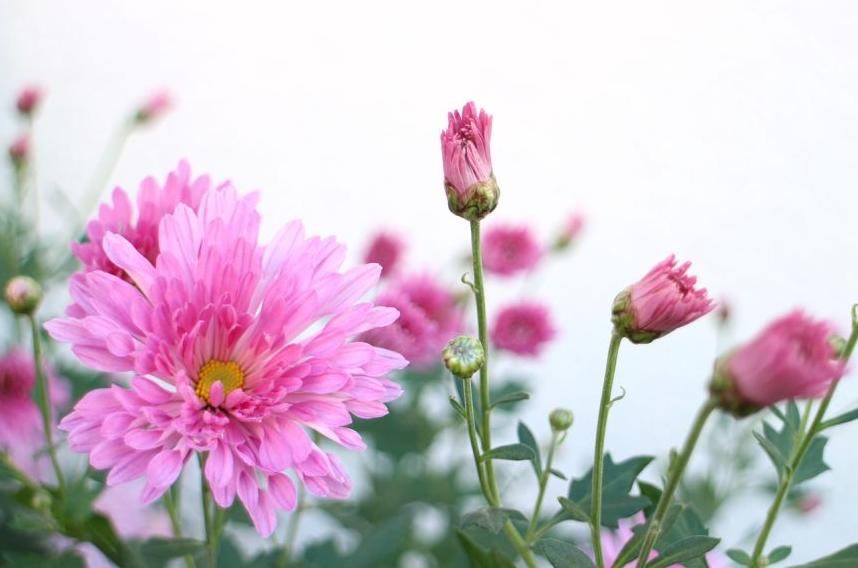 每日一花12.9：菊