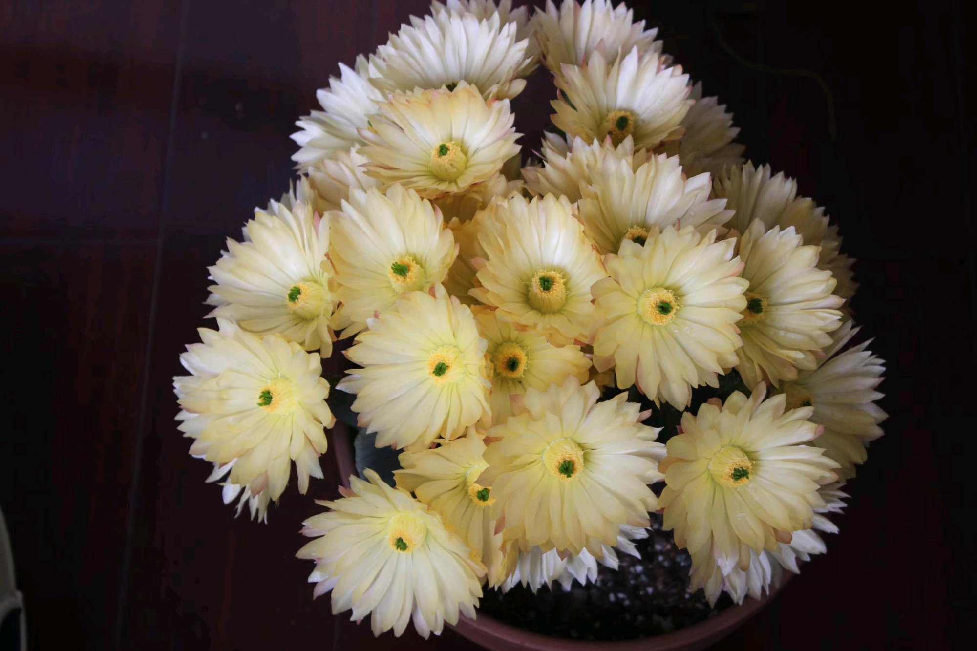 美丽/奇异花草欣赏系列——各种仙人球之“虾”