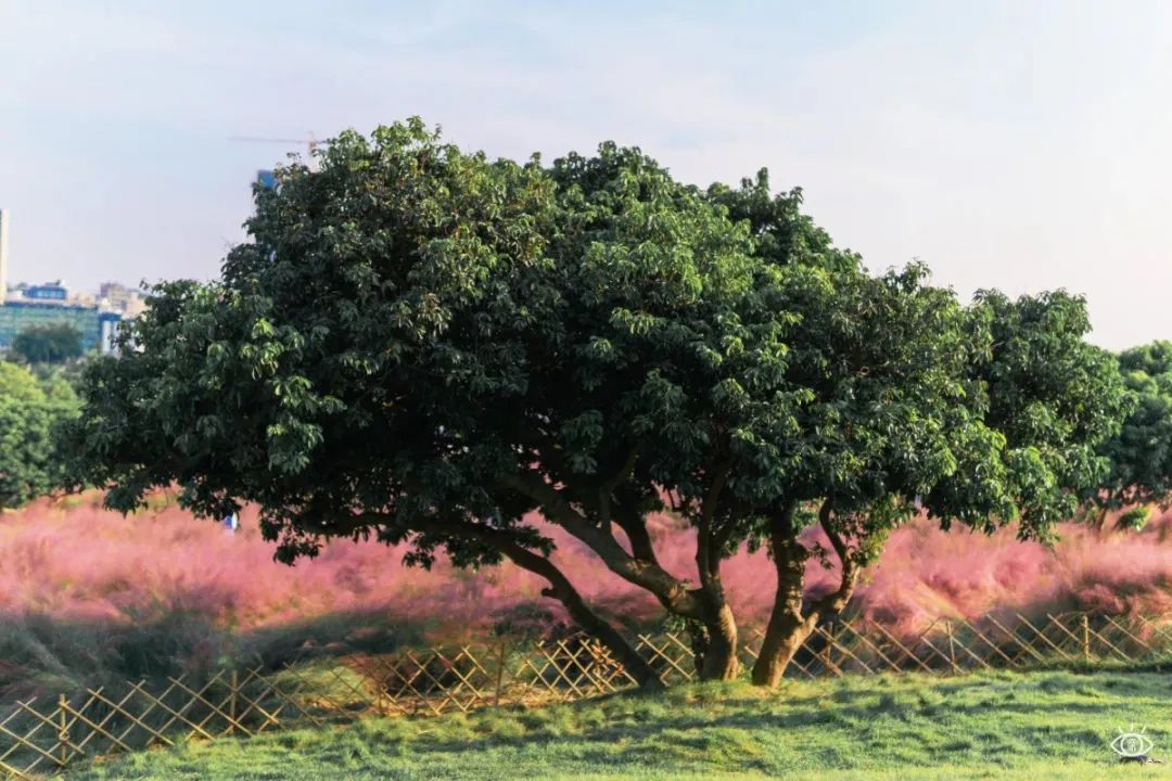 深圳3月14个赏花胜地全部免费,深圳清明节踏青赏花好去处