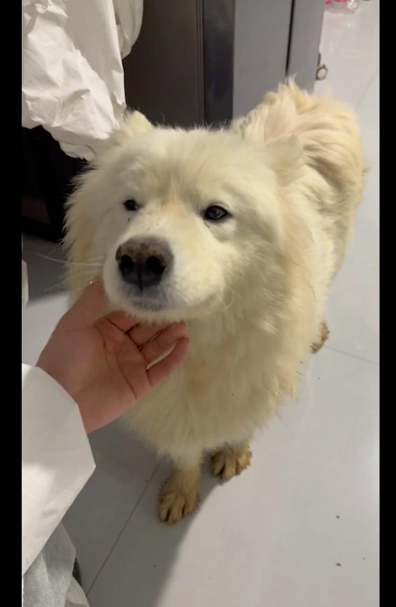 萨摩耶狗狗被遗弃,萨摩耶被遗弃后续