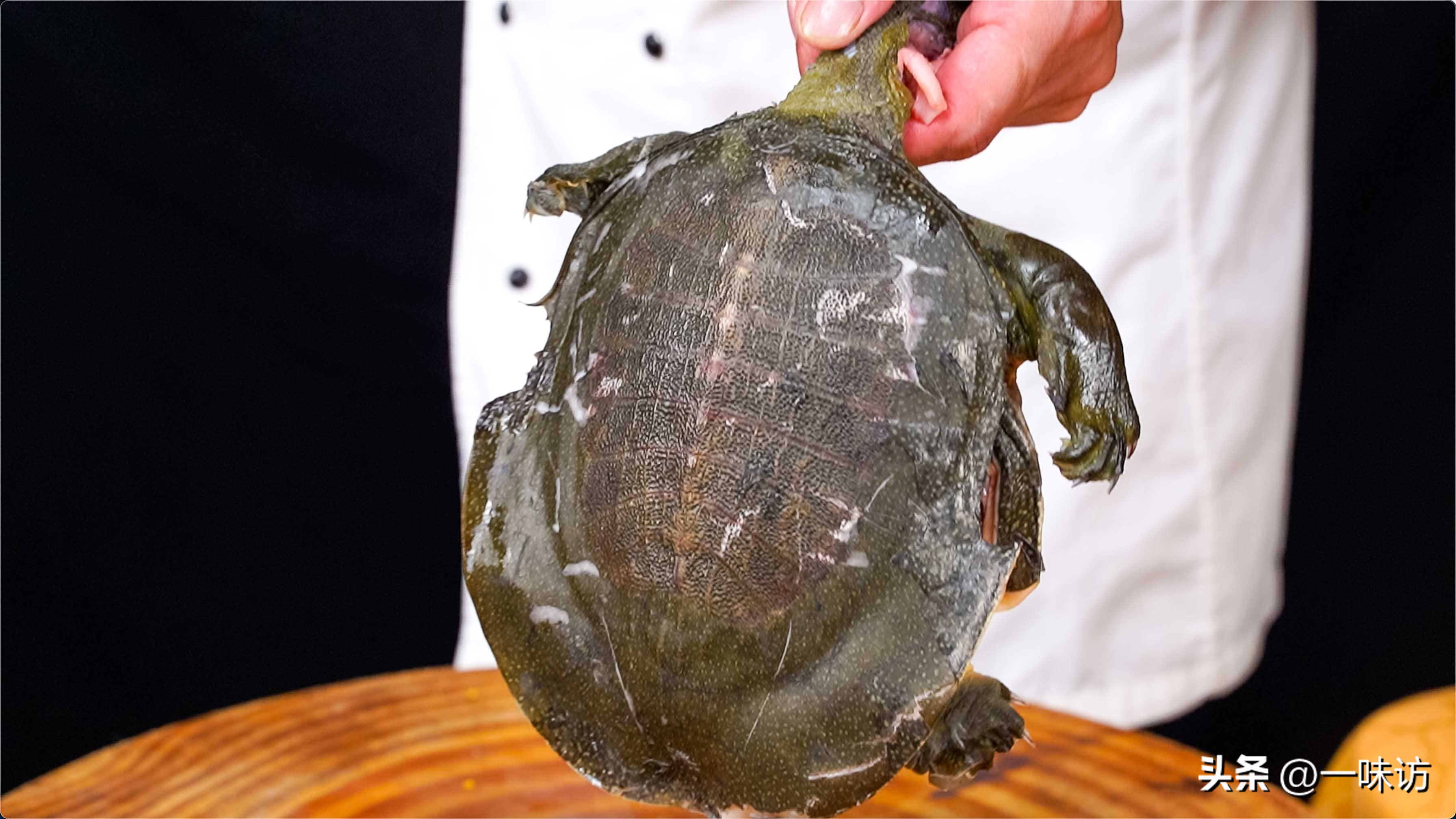 地摊麻辣甲鱼最正宗做法,甲鱼餐饮项目做法