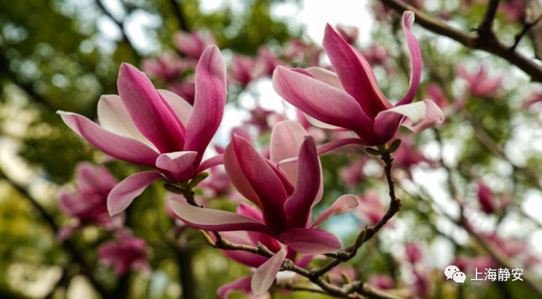 美翻！西康公园的15棵玉兰开了丨一起云赏花