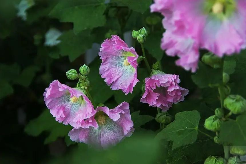 关于蜀葵的诗词名句,蜀葵花的古诗句