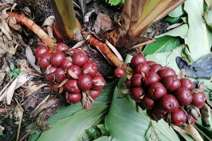 姜类香辛料都包含哪些种,12种必须了解的香料作用和用量