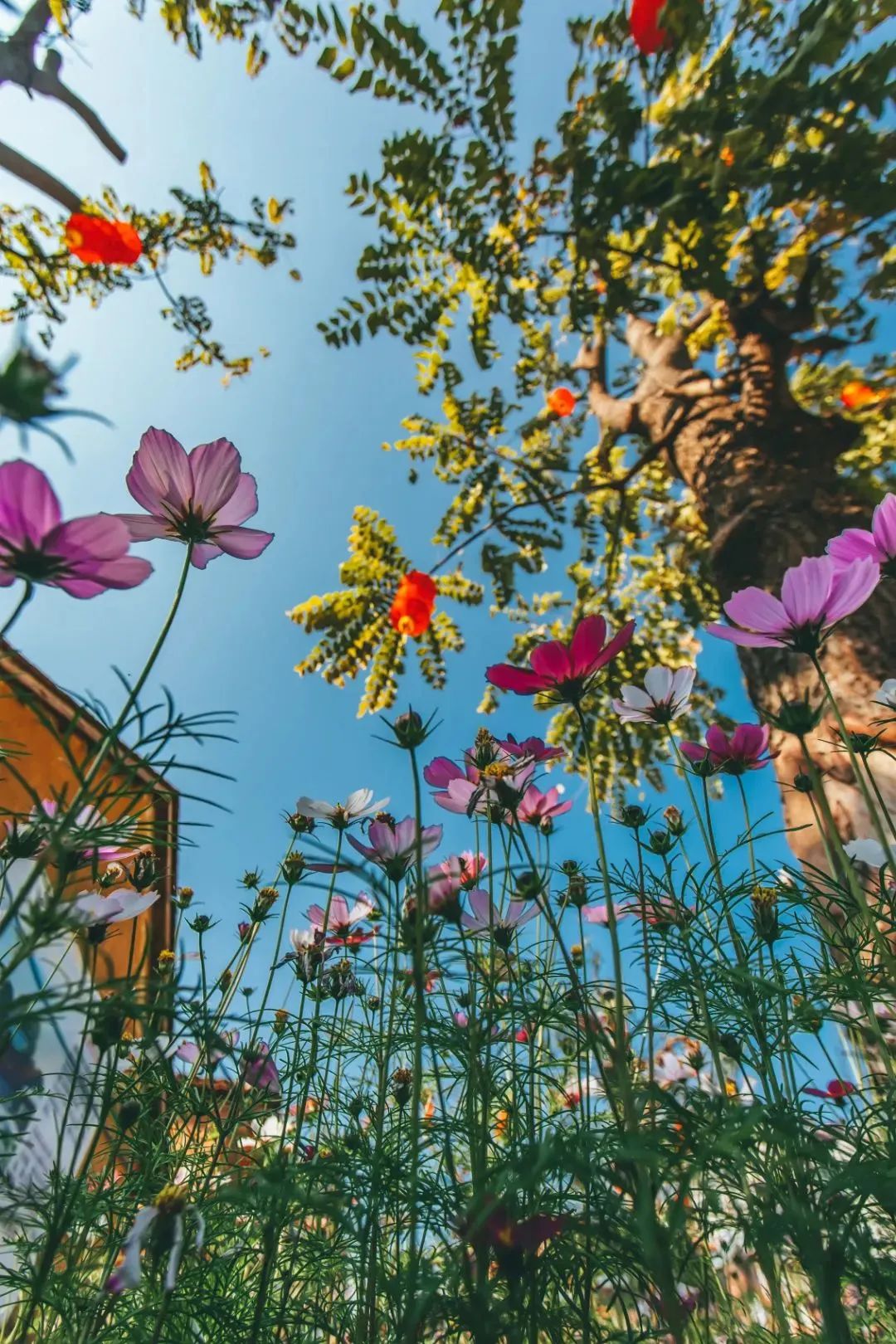 新春攻略生肖派对,新年怎么玩好玩