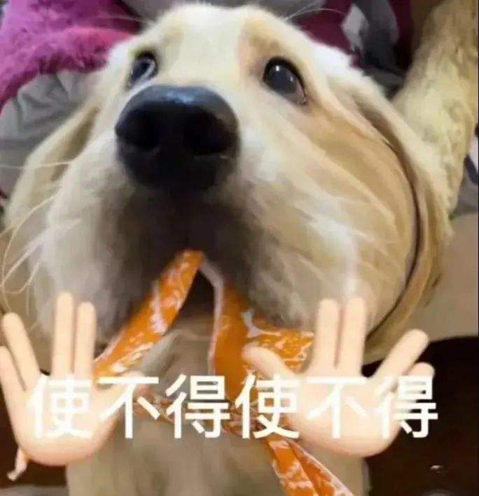 新手养狗这三个东西不需要买,新手养狗哪些不要买