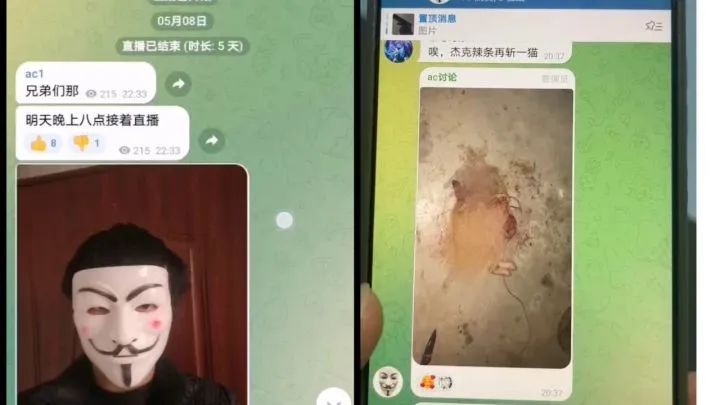 记者调查虐猫产业链,揭秘互联网虐猫产业链