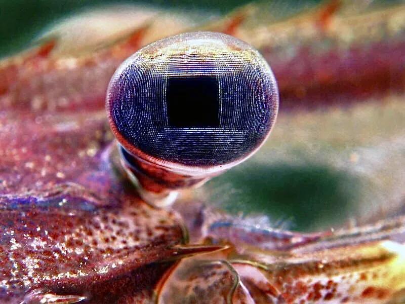 显微镜下的十大生物,显微镜下看到的各种不同样的生物