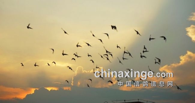 鸽界那些事,鸽界的那些事