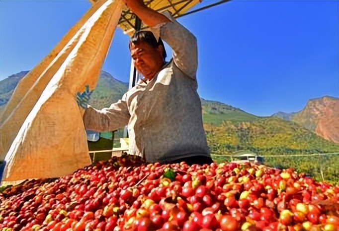 云南的小粒咖啡到底有多出名,云南最好的小粒咖啡是哪里产的