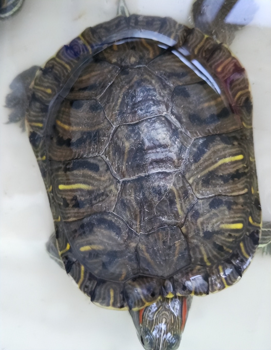 巴西龟在秋天咋养,巴西龟秋天怎么养