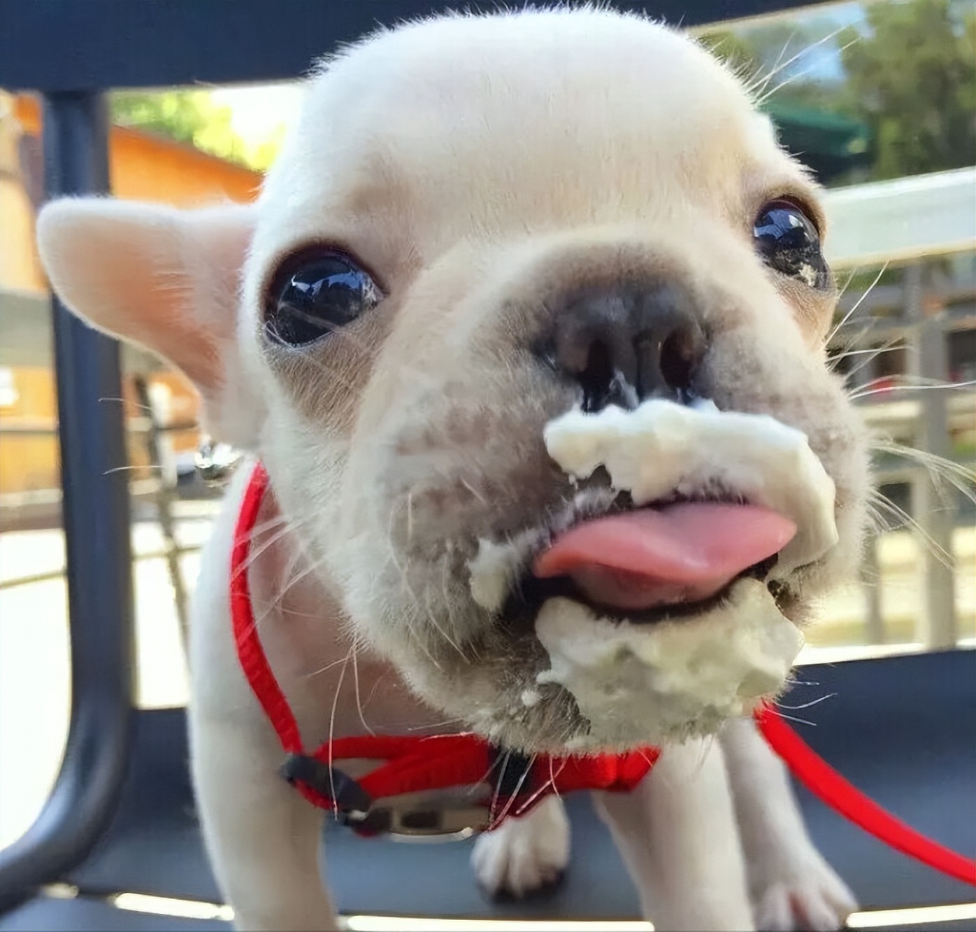 斗牛犬老是呕吐是什么原因,法国斗牛犬吐食物怎么处理