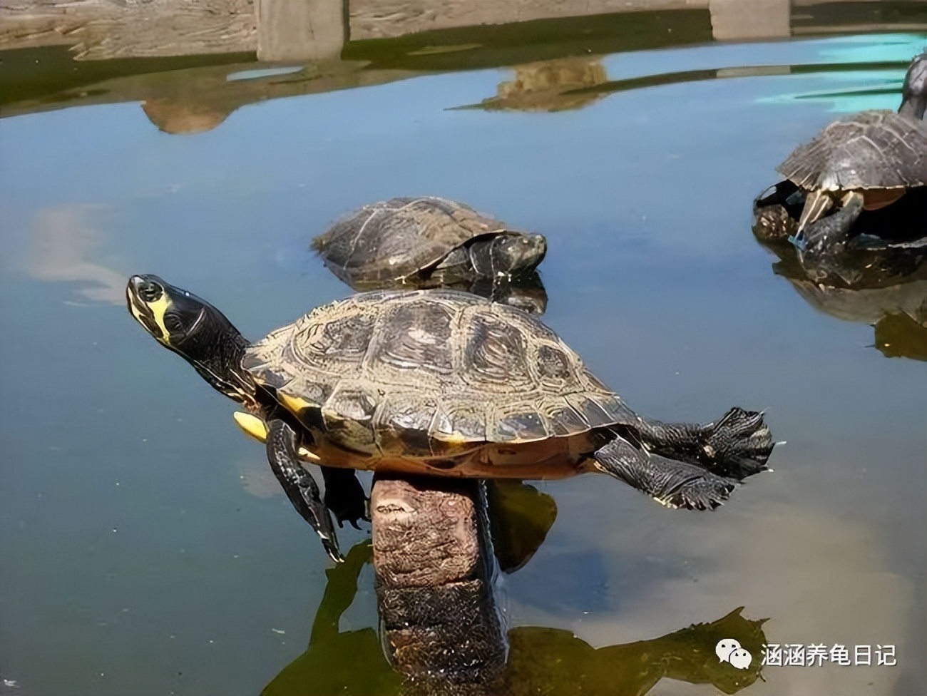 饲养小乌龟的正确方法,养小乌龟的必备常识