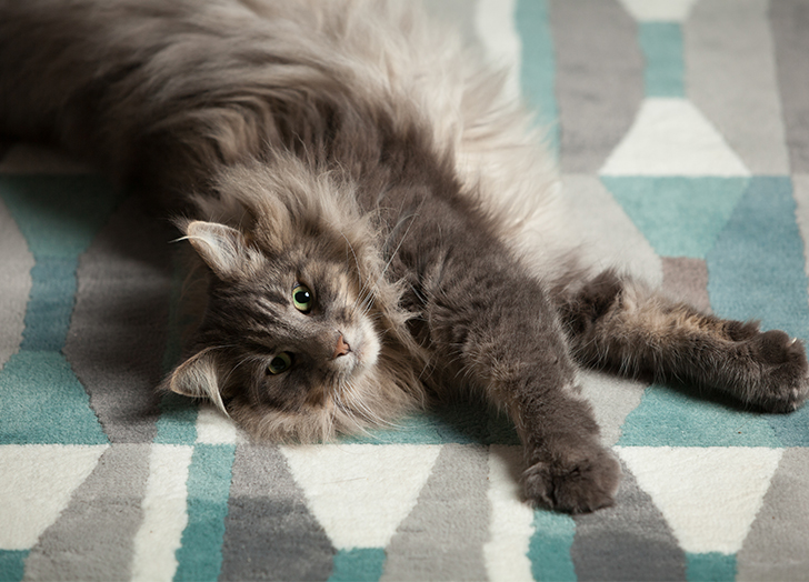 适合焦虑症养的狗,焦虑患者适合什么狗