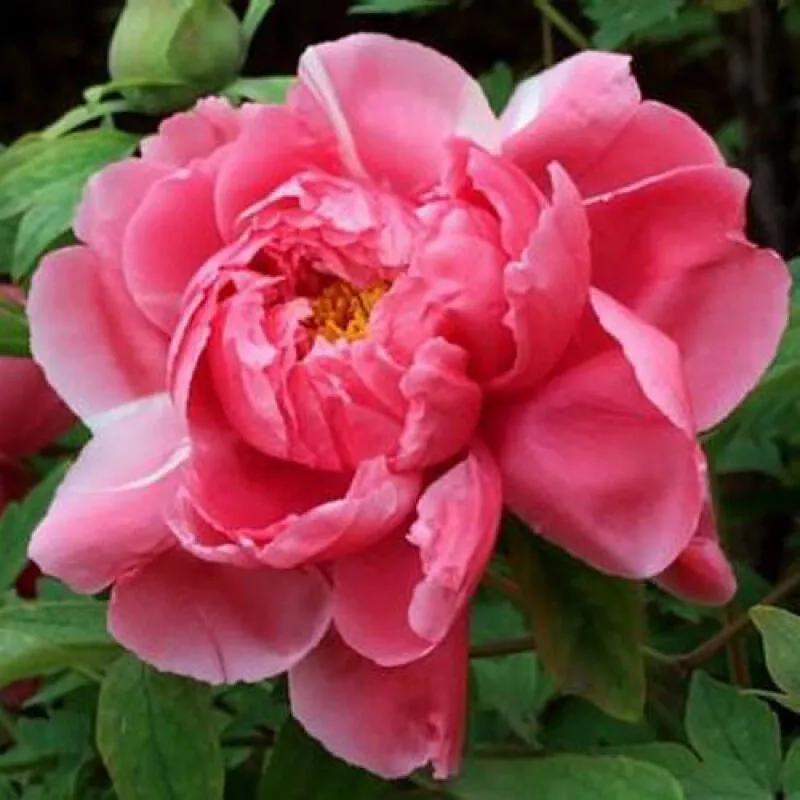 一花一世界一念一佳人的图片,一花一世界一叶一春秋图片