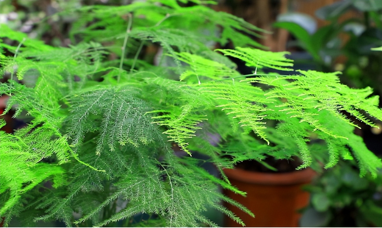 什么花草耐阴适合室内养,卧室养什么不怕太阳晒绿植风水好