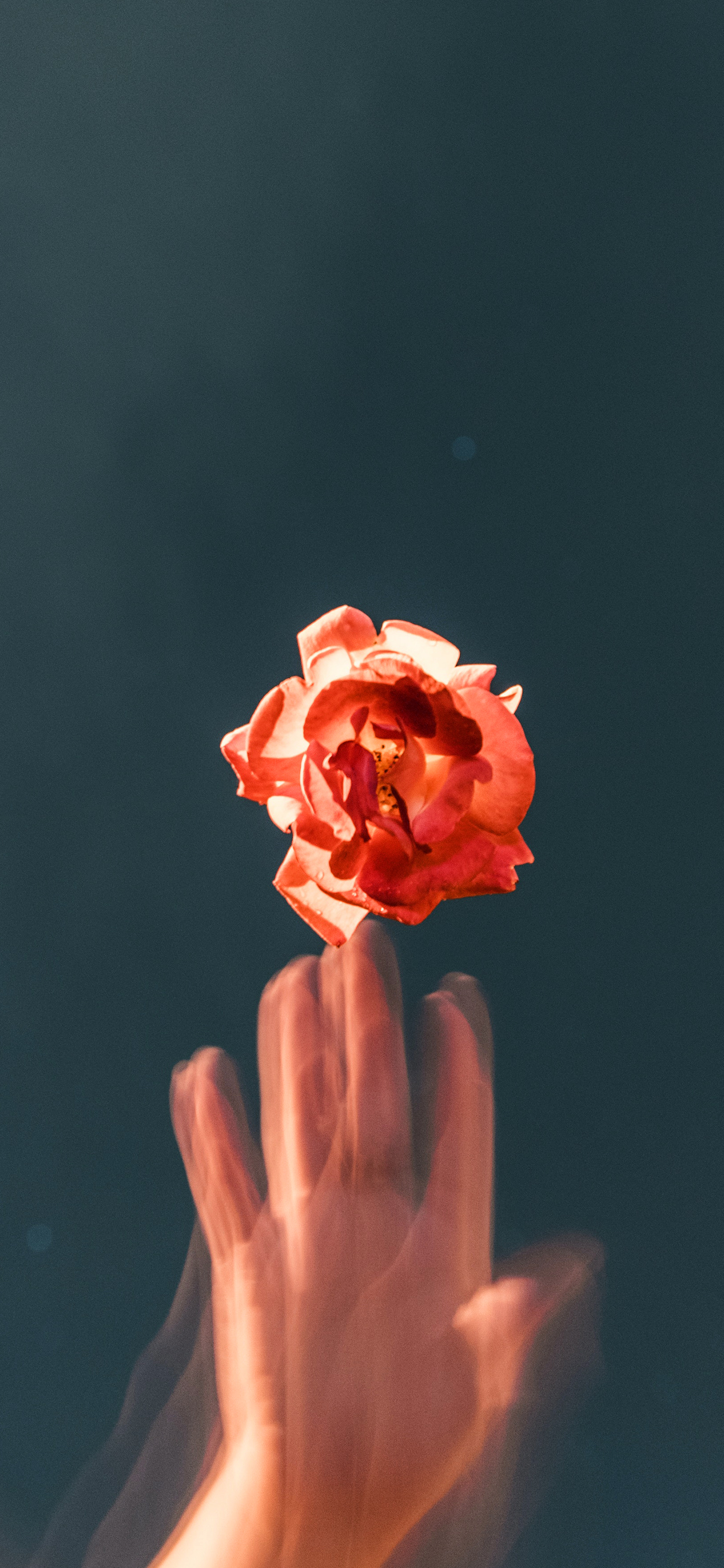 苹果专用壁纸全屏花,花图片壁纸高清全屏