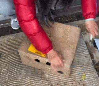 气死！拼夕夕150元买德牧，到手一看，山东德州牧鸡犬？？