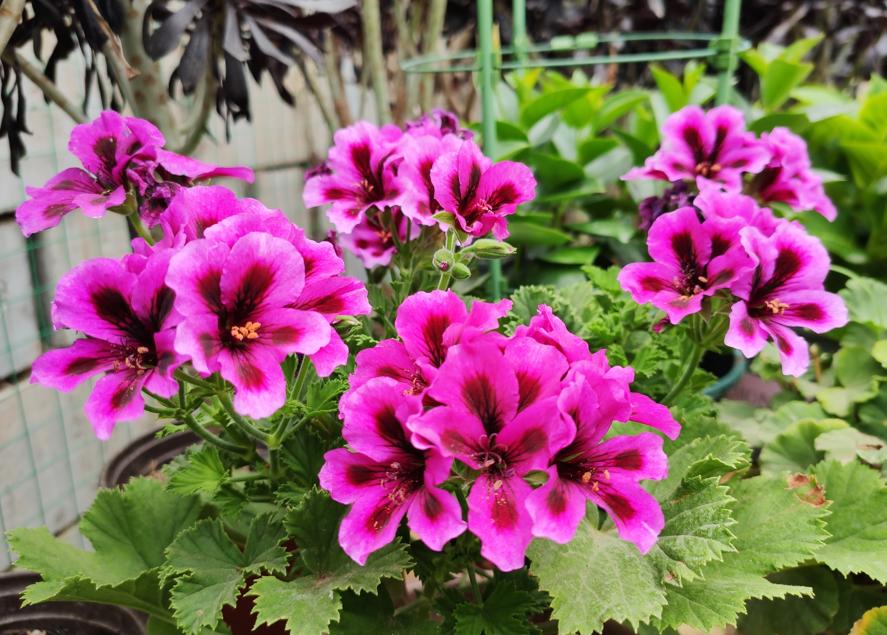 开春后可以修剪天竺葵吗,天竺葵开花期如何养护和管理