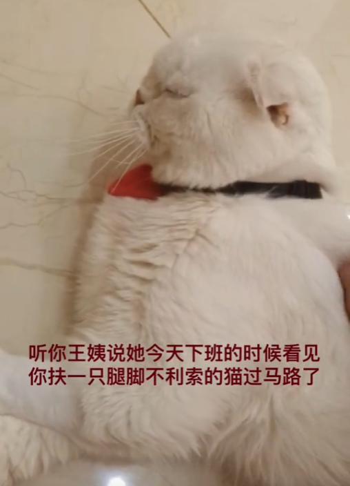 猫界顶流刘二豆,喵界顶流二豆