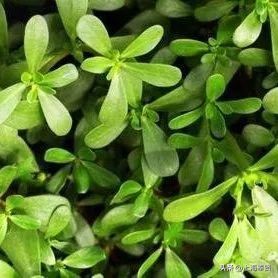 孕妈健康食谱,孕妈应该怎么饮食对宝宝好