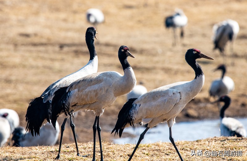 高原精灵黑颈鹤越冬之地——大山包（云、藏自驾旅行纪实之一）