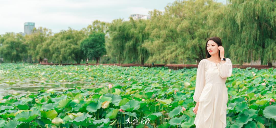 长沙赏秋去哪里,长沙第一波赏荷地图