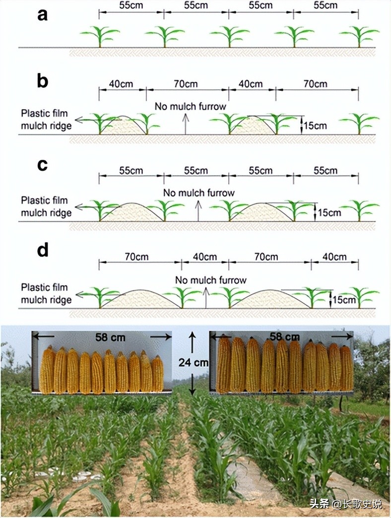 旱作马铃薯栽培技术试验,单垄单行马铃薯高产种植技术